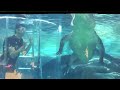 Cage of Death Crocodile Dive