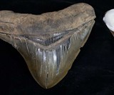 Chocolate Megalodon Shark Teeth