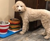 Food-Themed Pet Bowl Holders