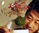 Air Bonsai Floating Tree