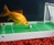 Fish Training Kit Fish Training Kit