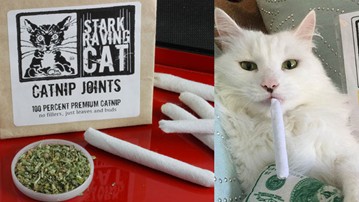 Catnip Joints Catnip Joints