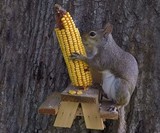 Picnic Table Squirrel Feeder