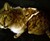 Coyote Face Pet Harness