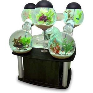 Labyrinth Aquarium Labyrinth Aquarium