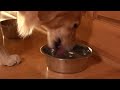 PetChatz - Pet Communication System