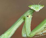 Live Chinese Praying Mantis