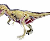 4D Vision Anatomy Models