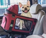 FOXBOX Pet Safety Car Seat