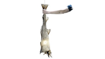 Skinned Cod Fish Lights Skinned Cod Fish Lights