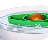 AvoSeedo Bowl - Grow an Avocado Tree