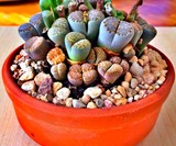 Lithops - Living Stone Succulent Plants
