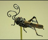 Steampunk Insects-2659
