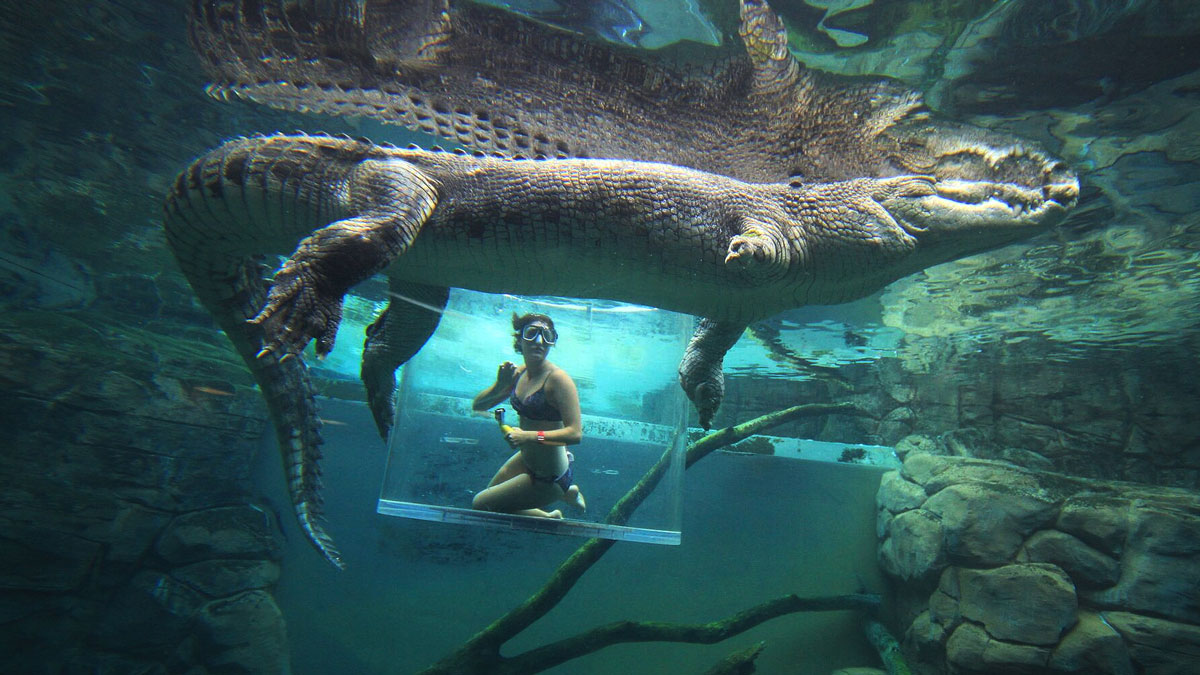 Cage of Death Crocodile Dive
