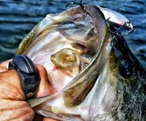 Line Cutterz Ring - Quick Fishing Line Cutter