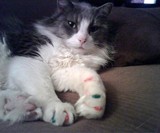 Soft Claws for Cats - Anti-Scratching Aid