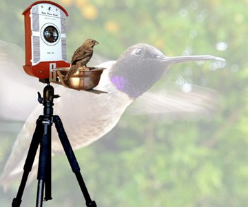 Bird Photo Booth Bird Photo Booth