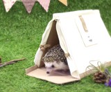 Hedgehog Carry House