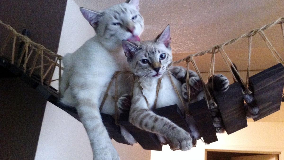 Indiana Jones Cat Bridge Indiana Jones Cat Bridge