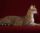 $20,000 Hypoallergenic Designer House Cat