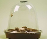 Grow Your Own Escargot