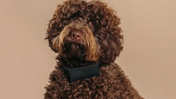 Cuss Collar - A Collar that Curses When Your Dog Barks Cuss Collar - A Collar that Curses When Your Dog Barks