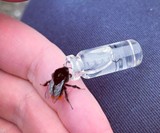 BEEVIVE Bee Revival Kit