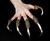 Predator Claw Rings