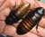 Sexed Pair of Madagascar Hissing Cockroaches Sexed Pair of Madagascar Hissing Cockroaches