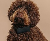Cuss Collar - A Collar that Curses When Your Dog Barks