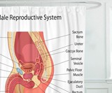 Male Reproductive System Shower Curtain