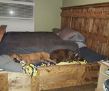 King Bed with Doggie Insert
