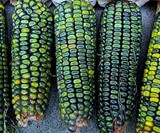 Oaxacan Green Dent Corn