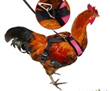 Chicken Harnesses