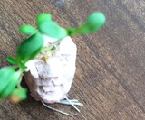 Sprouting Seed Faces - Plantable Paper & Edible Sprouts