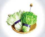 Vegetabrella Lettuce Umbrella
