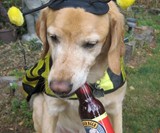 Bowser Beer for Dogs