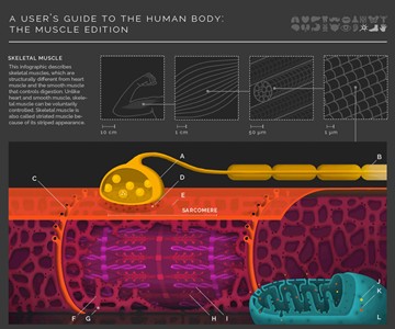 A Guide to Muscles