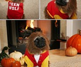 Top 10 Halloween Costumes - Teen Wolf Dog