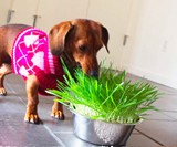 Dog Grass Grow Bowl