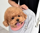 Hoonico Moomoo Bag Pet Carrier