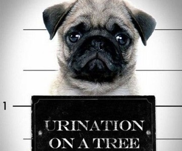 Pug Mugs: Good Pugs Gone Bad