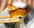 Dried Japanese Blowfish Fins Dried Japanese Blowfish Fins