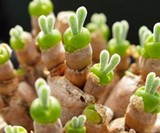 Bunny Ear Succulents