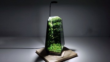TerraLiving Preserved Moss Terrariums TerraLiving Preserved Moss Terrariums