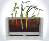 Transparent Root Vegetable Farm