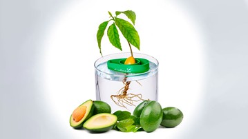 AvoSeedo - Grow an Avocado Tree AvoSeedo - Grow an Avocado Tree