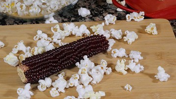 Amish Country Microwave Popcorn on the Cob Amish Country Microwave Popcorn on the Cob