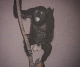 Crap Taxidermy - Stuffing Gone Wrong