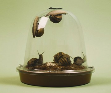 Grow Your Own Escargot Grow Your Own Escargot